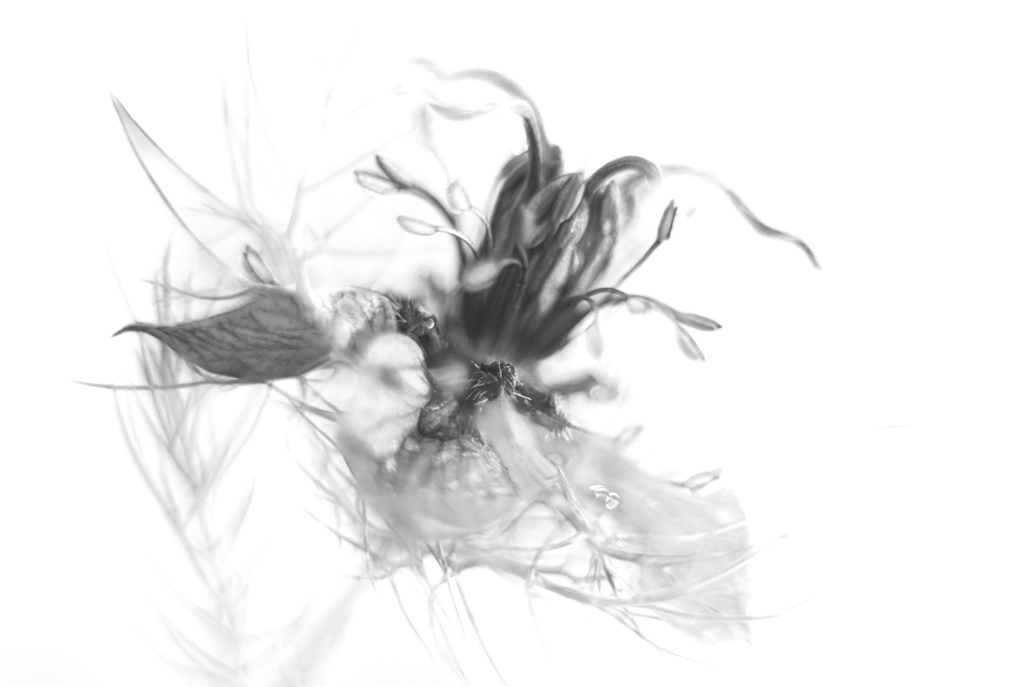 Artistiquement flou